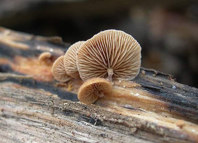 Nel  Regno  della  Jurana